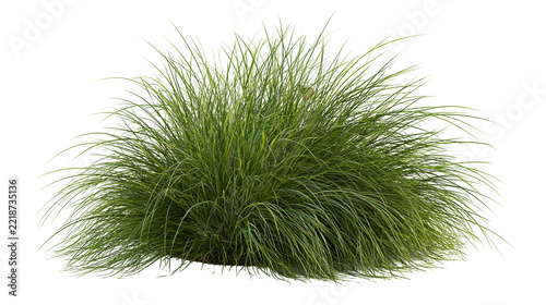 Lush green ornamental grass clump with long thin blades