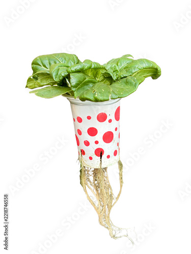 Hydroponic bok choy plant (Brassica rapa subsp. chinensis) with visible roots isolated on transparent background PNG file.