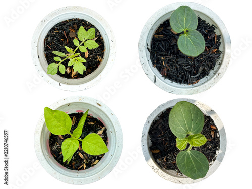 Top view of young vegetable sprouts growing in pots isolated on transparent background PNG file.