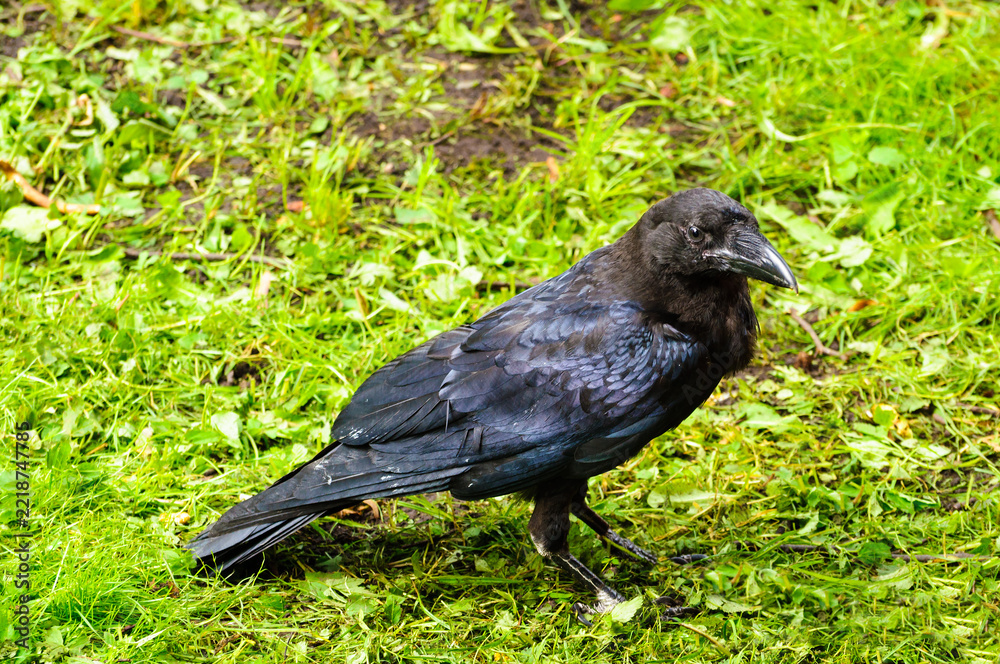 Fototapeta premium Black crow standing on bright green grass and looking sideways with its glossy dark feathers catching the light
