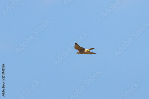 Peregrine Falcon in flight with a clear blue sky background.