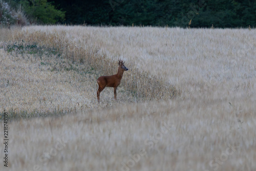 Male Roe deer in a wheat field, County Durham, England, UK.