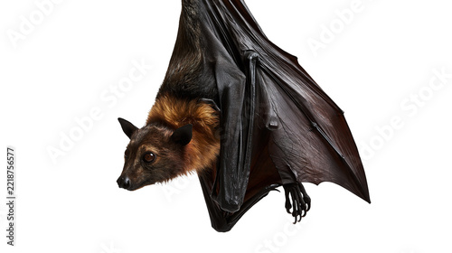 Large flying fox bat with brown fur and black leathery wings hanging upside down