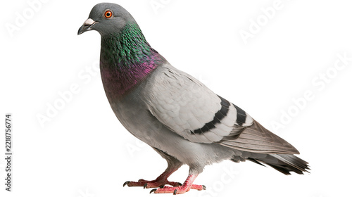 Grey rock pigeon with iridescent green and purple neck feathers standing profile