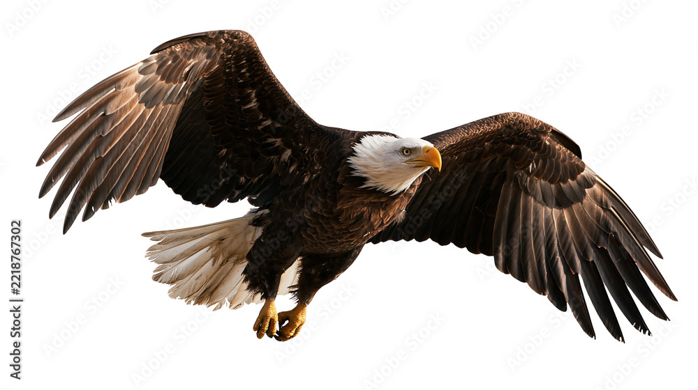 Obraz premium Majestic bald eagle soaring with wings spread wide in flight