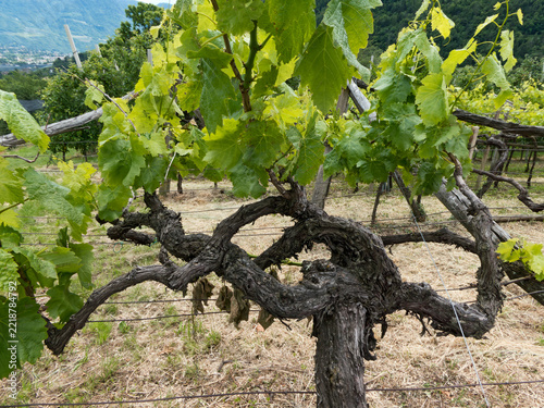 ein alter Weinstock mit frischem Grün auf einem Weinberg