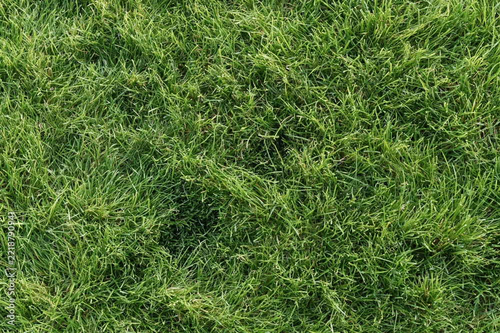 Naklejka premium The Lush Green Grass Closeup Creating a Vibrant Lawn Landscape