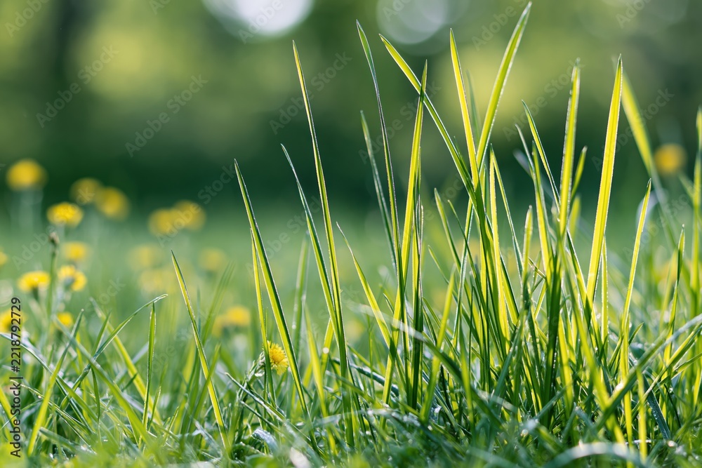 Fototapeta premium The Grass in Sunlit Field Close Up of Green Blades and Morning Light