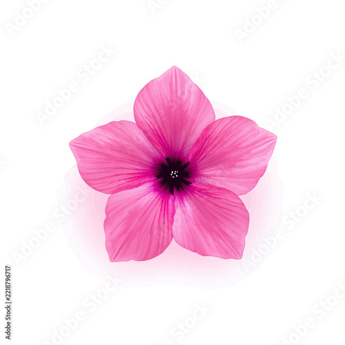 Beautiful single pink flower with five soft petals and a dark center isolated on transparent background, Vector