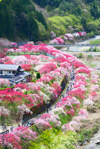 満開を迎えた花桃の里。阿智、長野、日本。4月下旬。