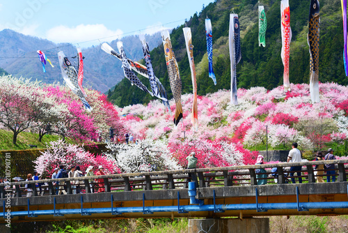 満開を迎えた花桃の里。阿智、長野、日本。4月下旬。