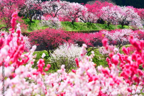 満開を迎えた花桃の里。阿智、長野、日本。4月下旬。