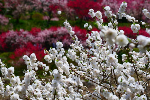 満開を迎えた花桃の里。阿智、長野、日本。4月下旬。