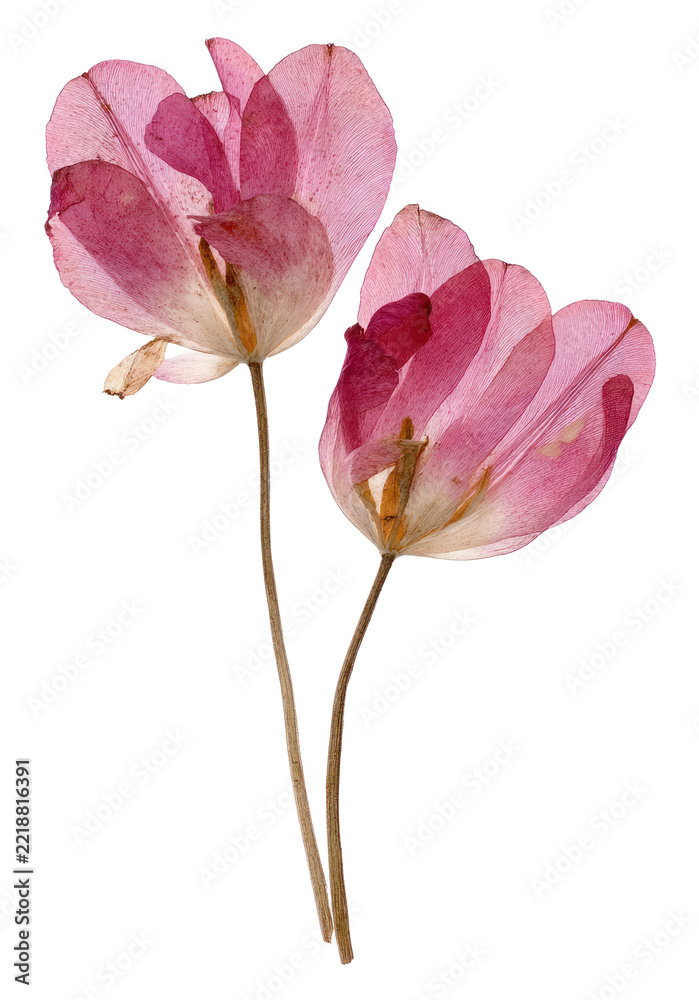 Fototapeta premium PNG Delicate pressed pink flowers