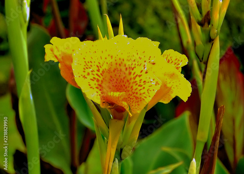 Flower and Plantation