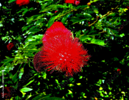 Flower and Plantation