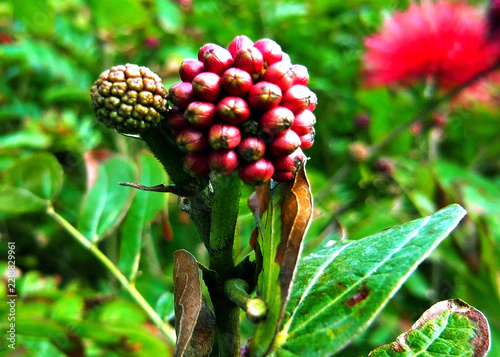 Flower and Plantation