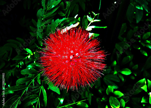 Flower and Plantation