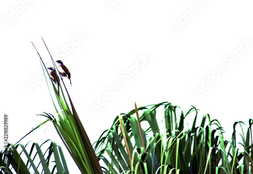 Flower and Plantation