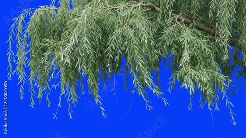Detailed realistic 3D CGI rendering of green weeping willow tree branches hanging from above isolated on a blue background. Ideal for nature video overlays, park scenery, framing elements, eco promos,