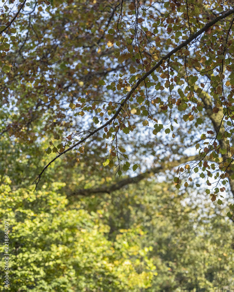 Fototapeta premium Sunlight filtering through autumn tree canopy