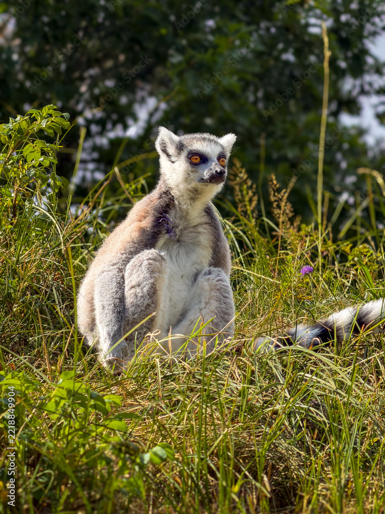 Fototapeta premium Ring-tailed lemur sitting in sunlit grass