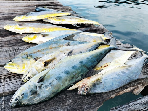  queenfish fishing at wooden bridge 