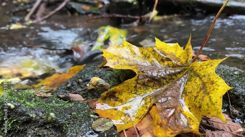 Autumn Maple Leaves Along a Peaceful Forest Stream in Fall