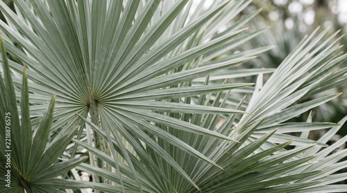 Tropical Green Fan Palm Leaves Fronds Isolated on White and Transparent Background for Nature Design