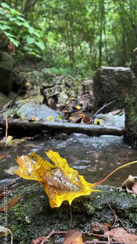 Autumn Maple Leaves Along a Peaceful Forest Stream in Fall vertical