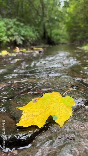 Autumn Maple Leaf Beside a Peaceful Forest Stream in Fall