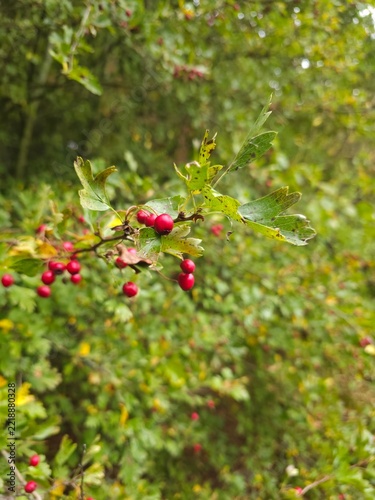 Fotografie Crataegus monogyna_ Branch of One-seed hawthorn with red berries