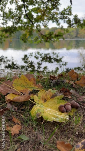 Autumn Maple Leaf Beside a Peaceful Forest Pond
