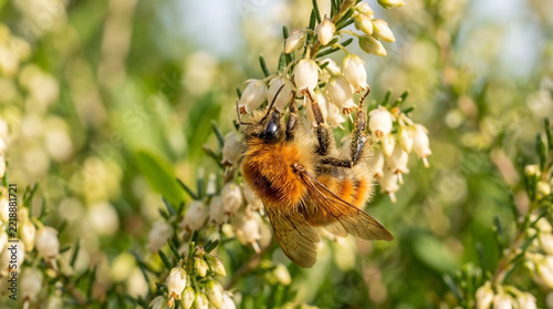 Close-up of a Bumblebee Pollinating White Flowers on Transparent Background Isolated on White Surface