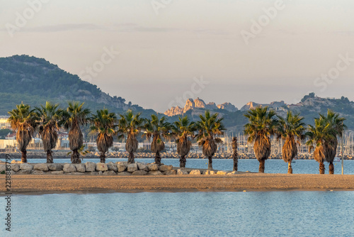 Allée de palmiers sur la plage du Prado à Marseille