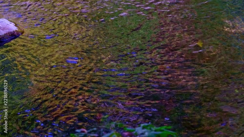 beautiful river in the green forest	