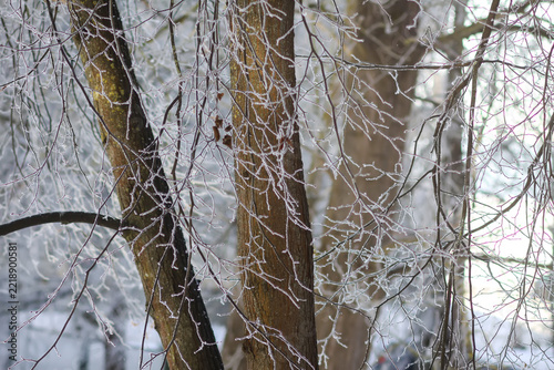 A network of bare tree branches covered in delicate ice crystals. The bright blue sky emphasizes the contrast between frost and winter day light.