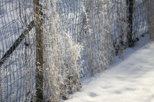 Rime ice coats the slender branches of trees beneath a cloudless blue sky. The contrast creates a fresh and pristine winter landscape.