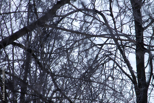 White ice crystals gather along every fine branch of a bare deciduous tree. The scene conveys the beauty and stillness of freezing winter conditions.