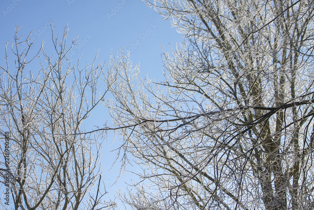 Fototapeta premium Delicate rime formation covers the branches and fine twigs of a deciduous tree. The bright winter sky creates a clean and refreshing seasonal composition.