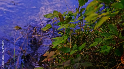 beautiful river in the green forest	