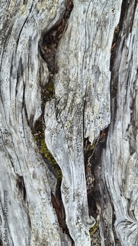 Wood texture with intricate patterns and natural details in close view