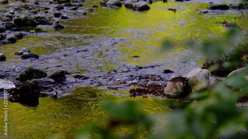 beautiful river in the green forest	