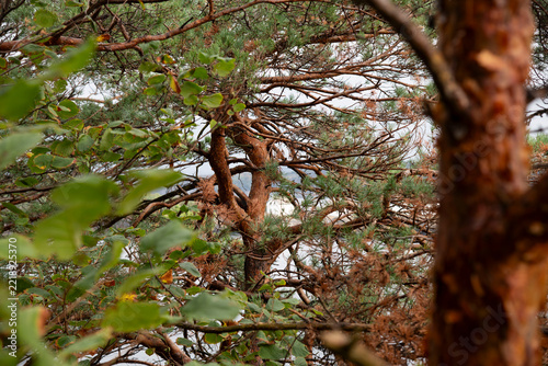 tree in autumn
