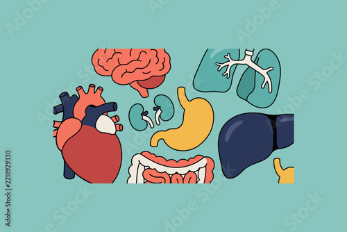 Human Body Organs Collection Illustration