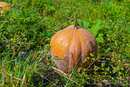 Close view of ripe orange pumpkin in grassy garden