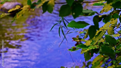 beautiful river in the green forest	