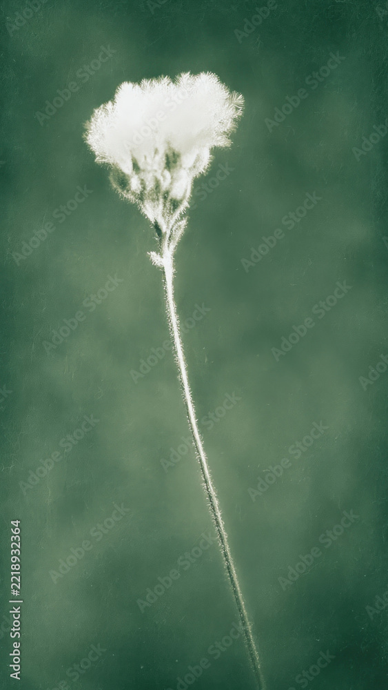 Naklejka premium Elegant white flower on green background, perfect for mobile wallpaper.