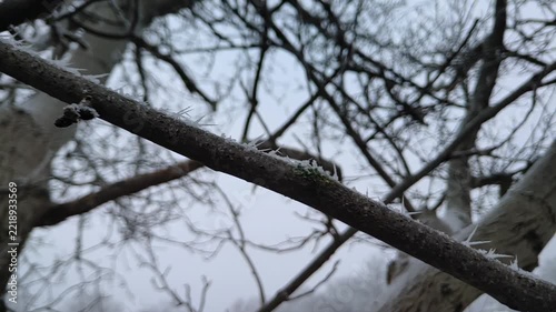 Spiky hoarfrost needles growing along slender wooden branch during freezing day, camera pan, close up, soft light. Growth and clarity.