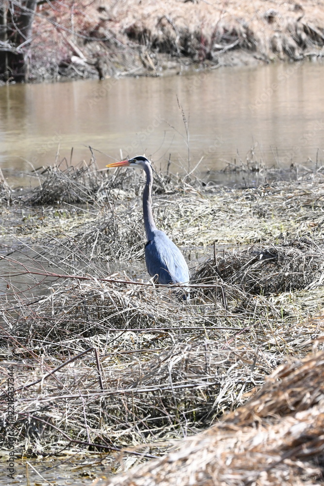 Fototapeta premium Grey heron standing near the water on a natural riverbank surrounded by dry grass and vegetation in its natural habitat.